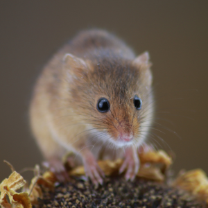 Mice
