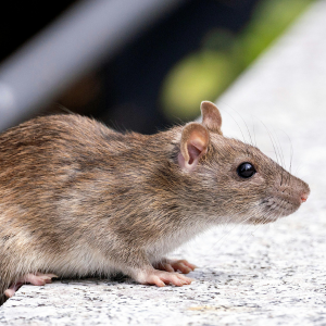 Rats