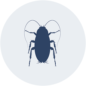 Roach