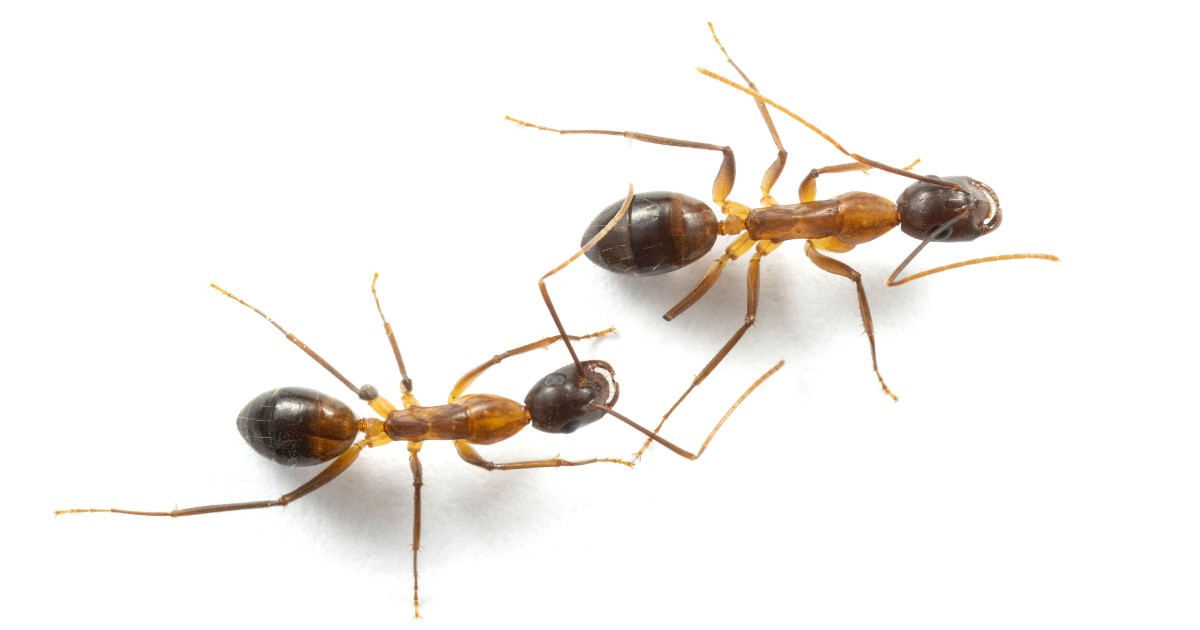 Ants
