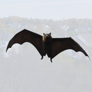 Bats