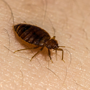 Bed Bugs