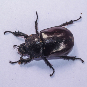 Beetle Bee