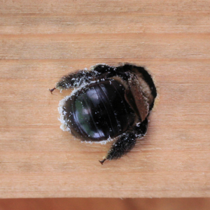 Carpenter Bee
