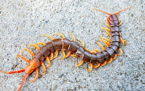 Centipedes