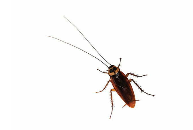 Cockroaches