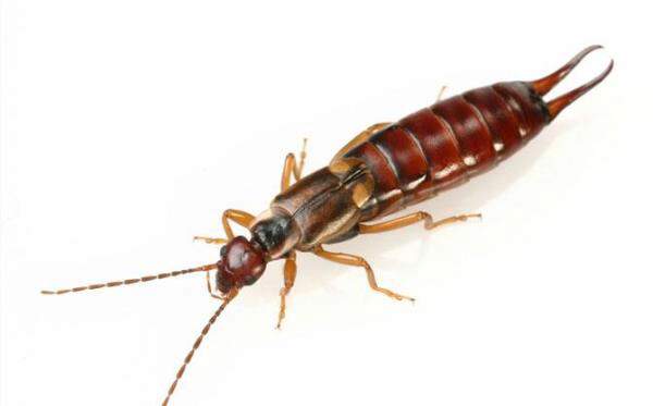 Earwigs