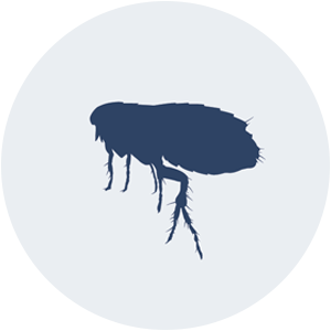 fleas