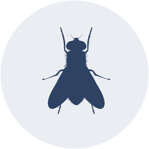 flying insect
