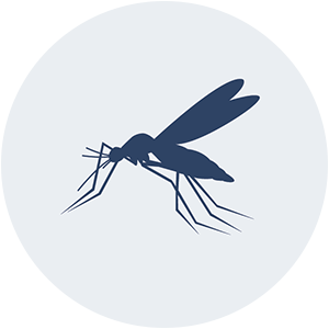 Mosquito