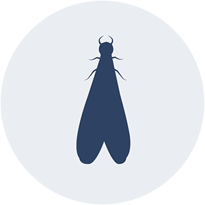 termite